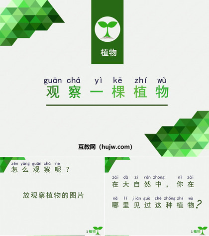 《观察一棵植物》PPT教学课件