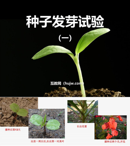 《种子发芽实验(一)》生物与环境PPT课件下载2