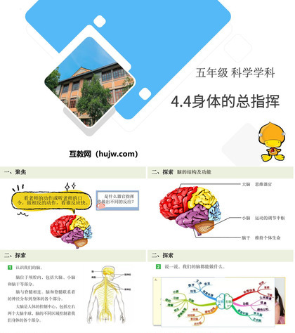 《身体的总指挥》PPT课件下载