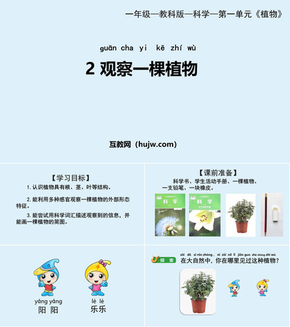 《观察一棵植物》PPT优质课件