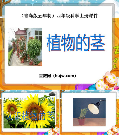 《植物的茎》PPT