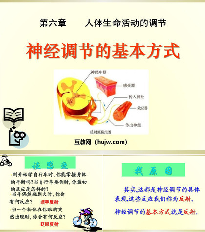 《神经调节的基本方式》人体生命活动的调节PPT课件下载5