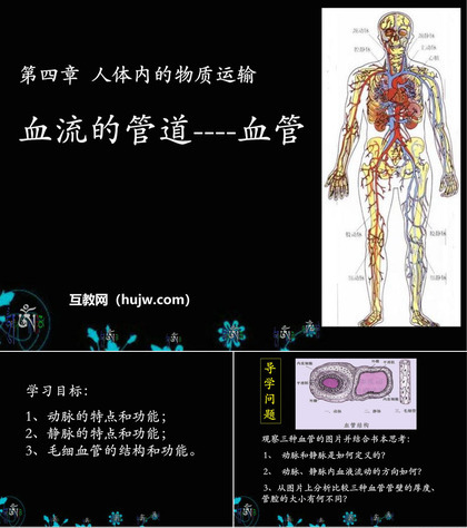 《血流的管道-血管》人体内物质的运输PPT课件下载5