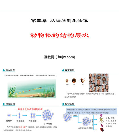 《动物体的结构层次》PPT优质课件下载