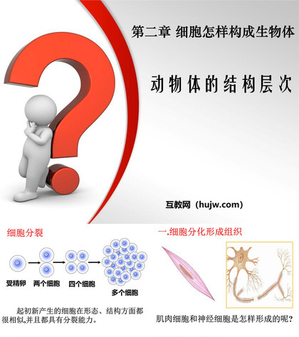 《动物体的结构层次》细胞怎样构成生物体PPT课件下载