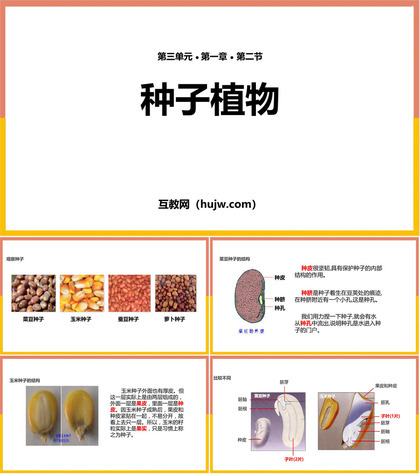 《种子植物》PPT教学课件下载