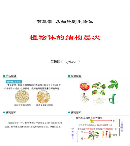 《植物体的结构层次》PPT优质课件下载