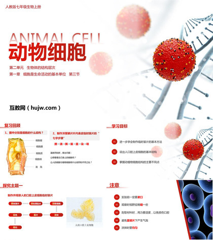 《动物细胞》PPT课件下载