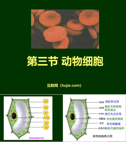 《动物细胞》细胞是生命活动的基本单位PPT课件下载6