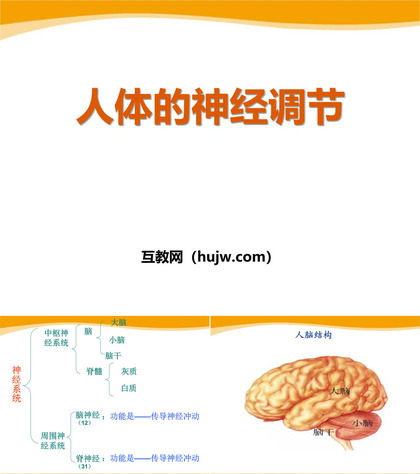 《人体的神经调节》PPT课件下载