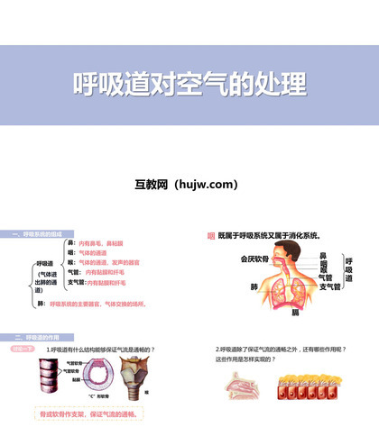 《呼吸道对空气的处理》PPT课件下载