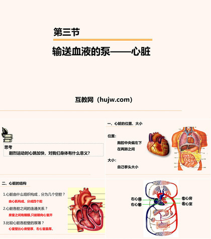 《输送血液的泵——心脏》PPT教学课件