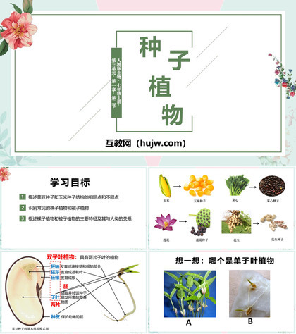 《种子植物》PPT课件下载