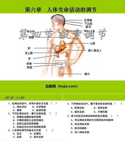 《激素调节》人体生命活动的调节PPT课件下载3