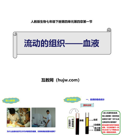 《流动的组织-血液》PPT课件下载