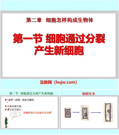 《细胞通过分裂产生新细胞》细胞怎样构成生物体PPT课件下载3