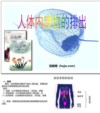 《人体内废物的排出》PPT课件下载3