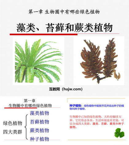 《藻类苔藓和蕨类植物》生物圈中有哪些绿色植物PPT课件下载4