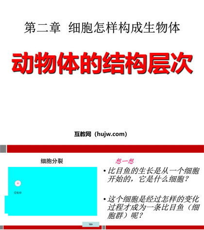 《动物体的结构层次》细胞怎样构成生物体PPT课件下载5