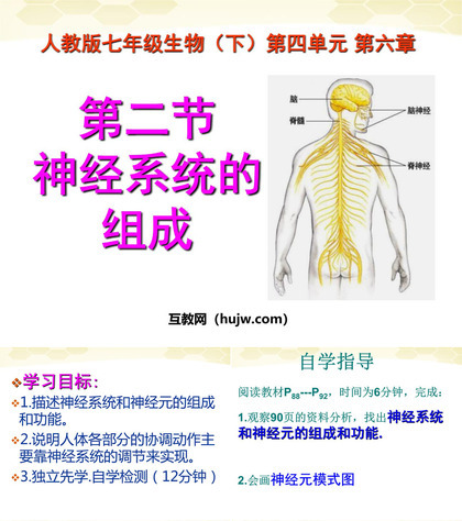 《神经系统的组成》人体生命活动的调节PPT课件下载2