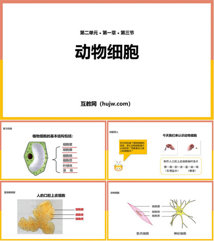 《动物细胞》PPT教学课件下载