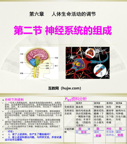 《神经系统的组成》人体生命活动的调节PPT课件下载4