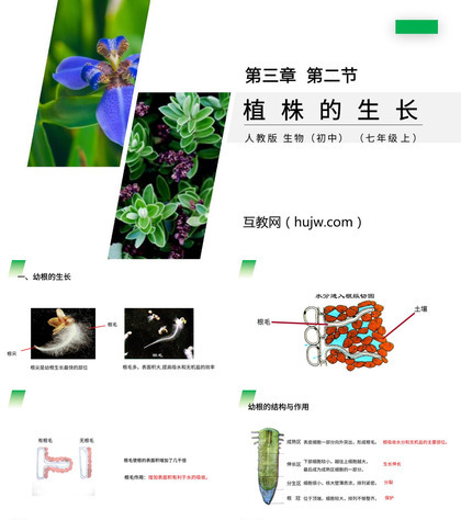 《植株的生长》PPT精品课件