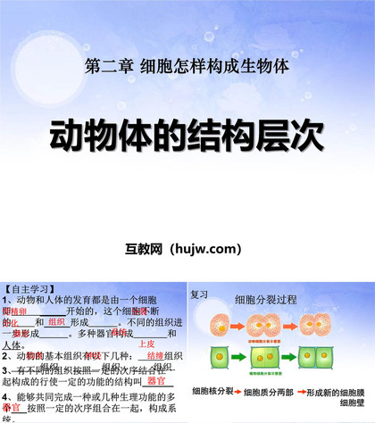 《动物体的结构层次》细胞怎样构成生物体PPT课件下载3