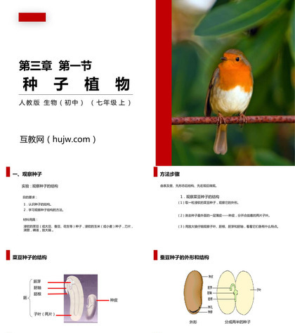 《种子植物》PPT精品课件