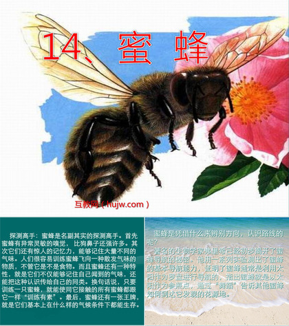 《蜜蜂》PPT教学课件下载6