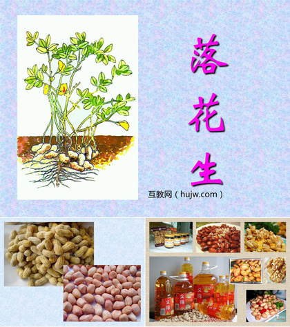 《落花生》PPT课件下载6