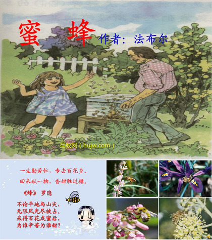 《蜜蜂》PPT教学课件下载4