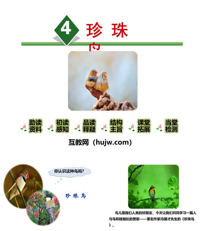 《珍珠鸟》PPT