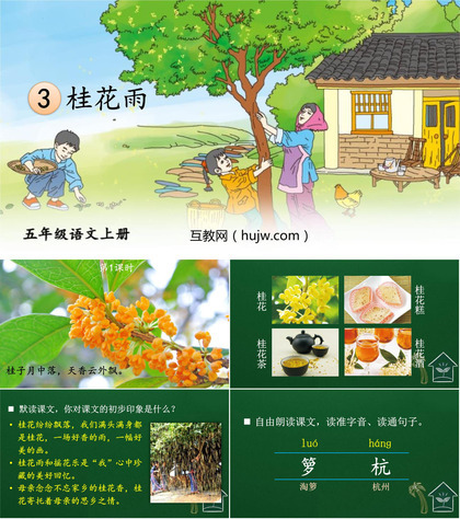 《桂花雨》PPT免费教学课件