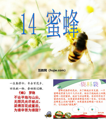 《蜜蜂》PPT教学课件下载3