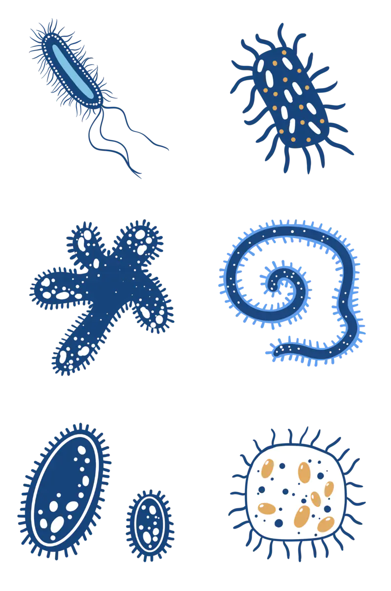 病毒细菌微生物PNG免抠图片图