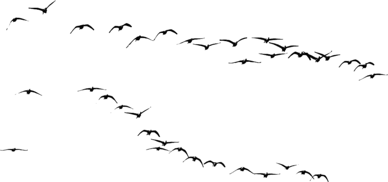 小鸟PNG免抠图片高清