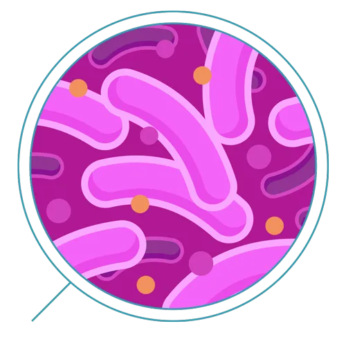 细胞生物学显微镜细菌PNG免抠图片