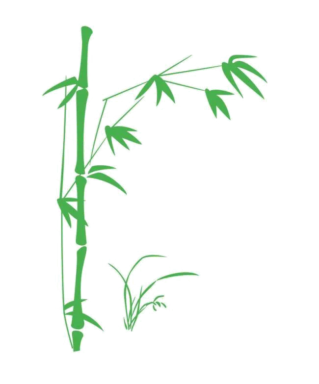 文竹草本植物竹子竹子PNG免抠图片