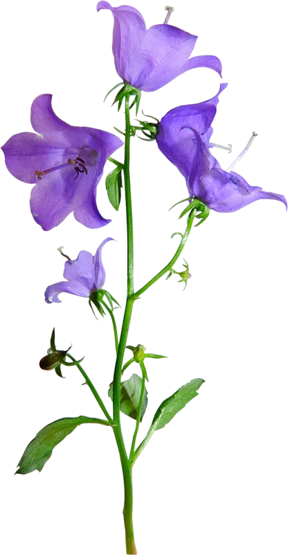 花野花植物钟花PNG免抠图片