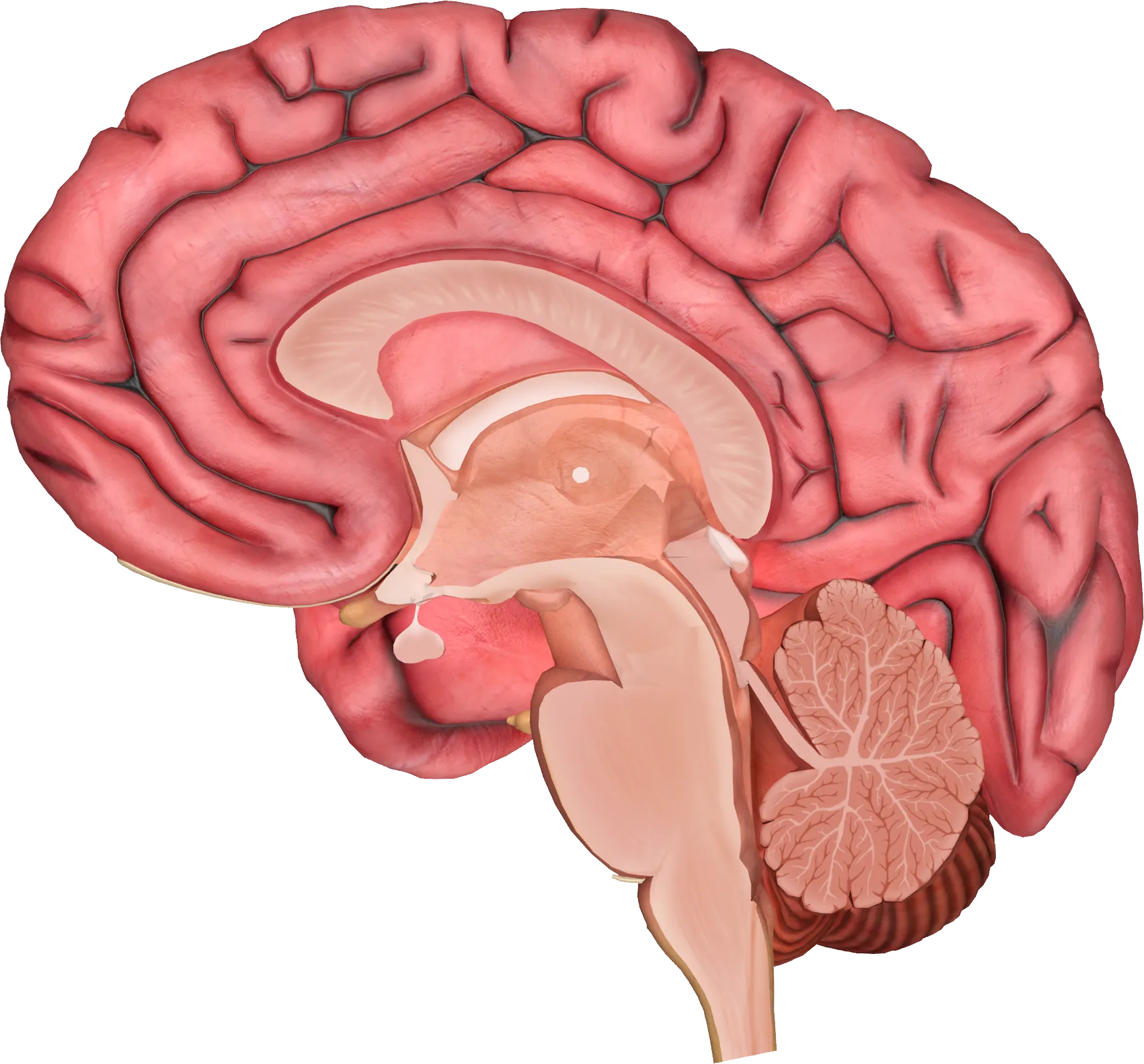 生物学药健康生活方式脑PNG免抠图片