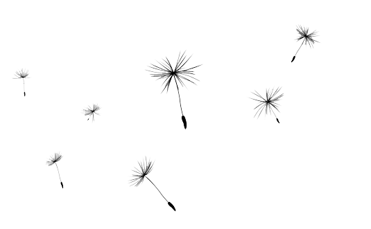 烟花艺术矢量图蒲公英PNG免抠图片