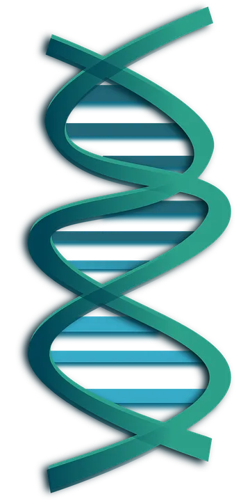 脱氧核糖核酸生物工艺学生物学dnaPNG免抠图片