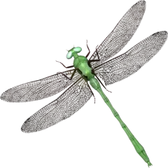 节肢动物蜻蜓昆虫蜻蜓PNG免抠图片