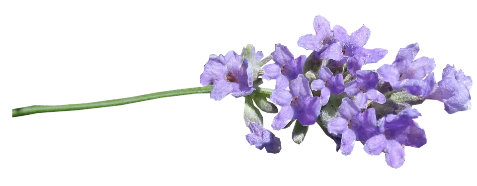 花紫色植物丁香花PNG免抠图片