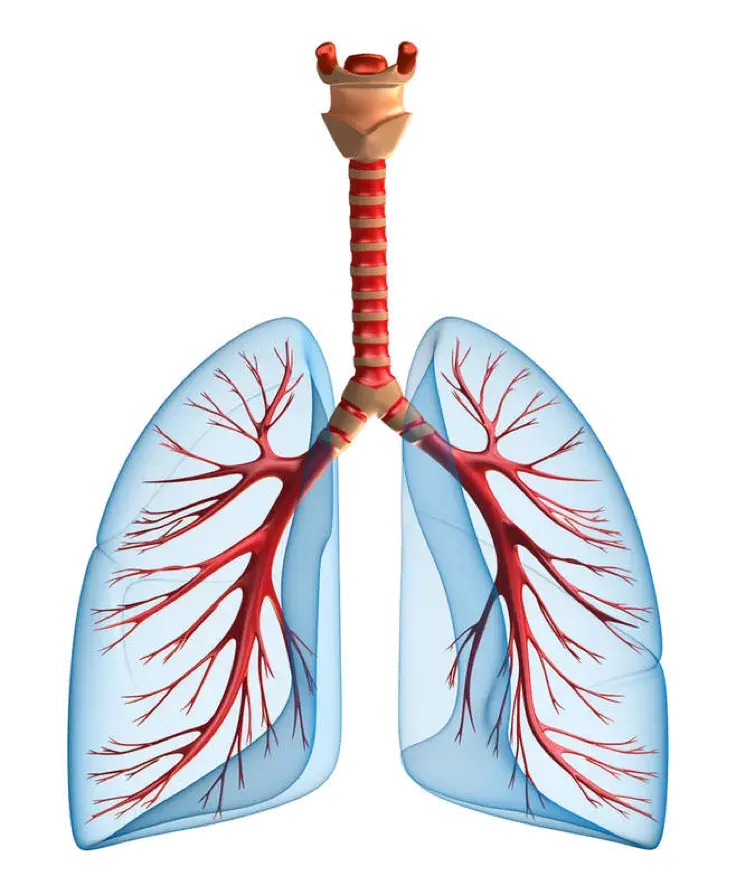 矢量图生物学药肺PNG免抠图片