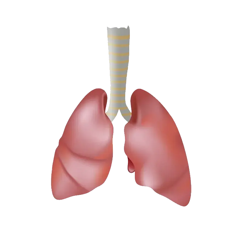 矢量图健康生活方式生物学肺PNG免抠图片