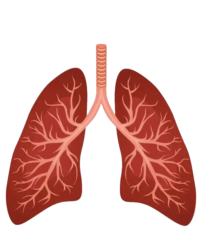 支气管吸烟呼吸肺PNG免抠图片