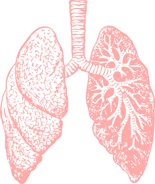 健康生活方式药生物学肺PNG免抠图片