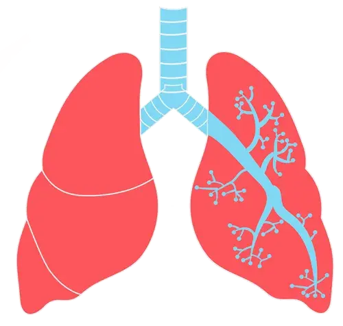 萝卜呼吸生物学肺PNG免抠图片